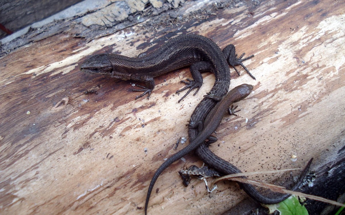 Ящерица живородящая Пензенской области