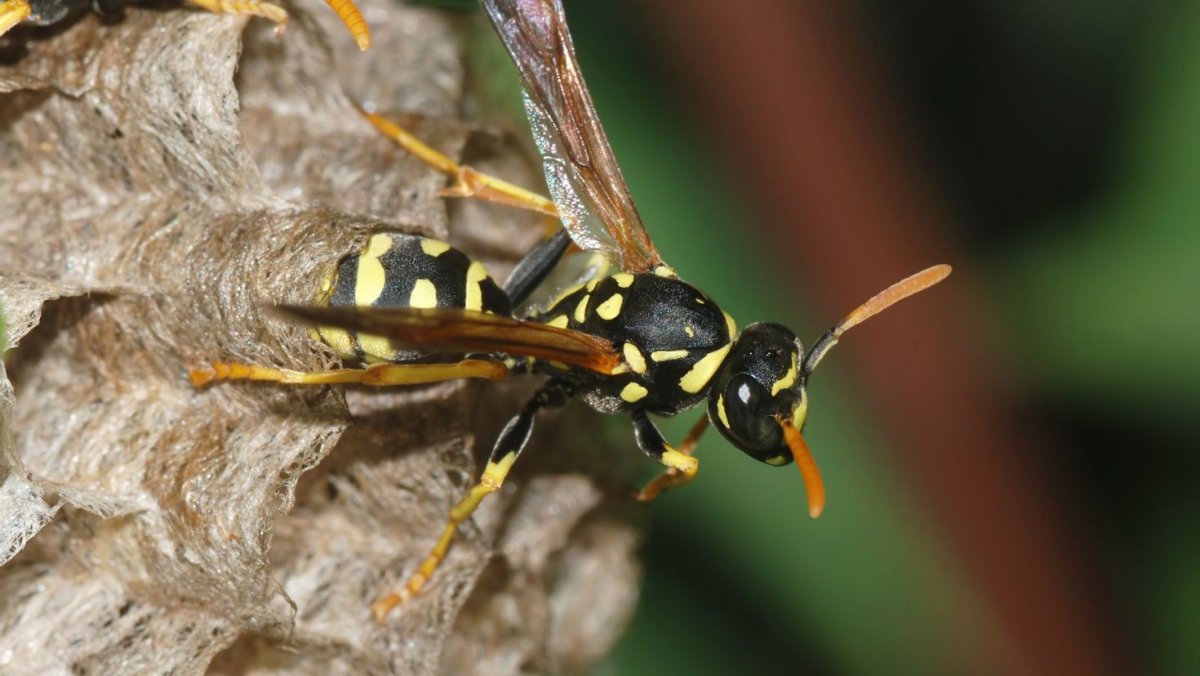 Земляная Оса черная