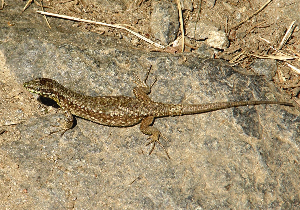 Lacerta armeniaca