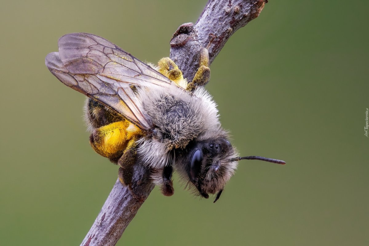 Муравьиный Шершень