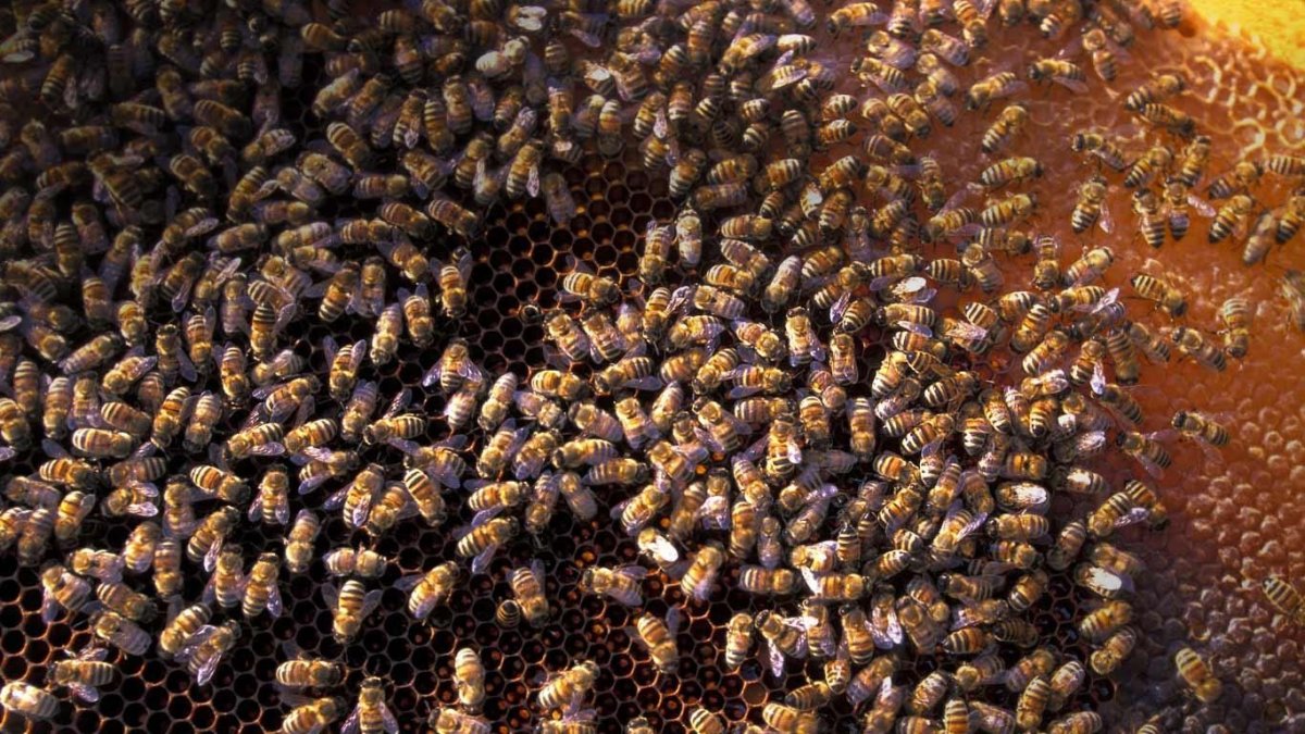 Редкие пчелы