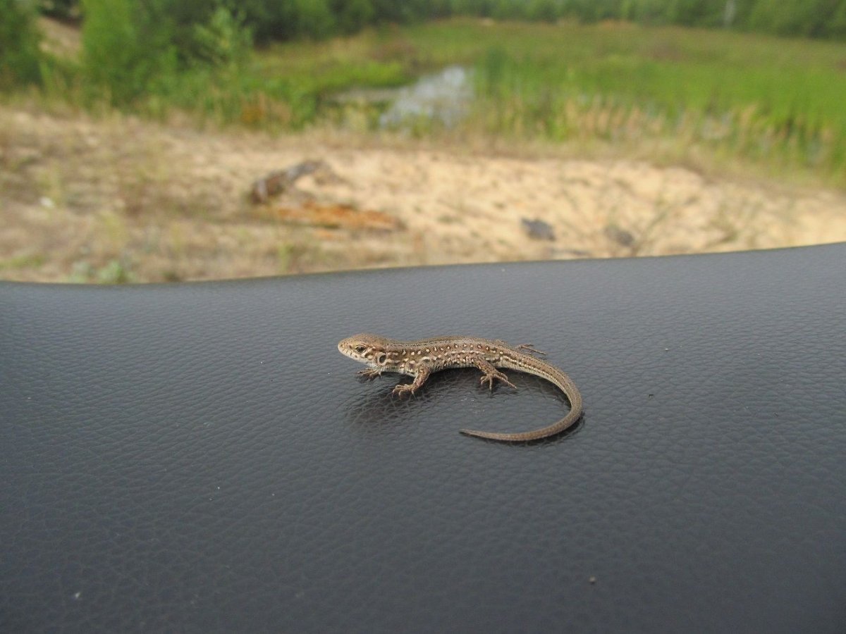 Ящерки из леса