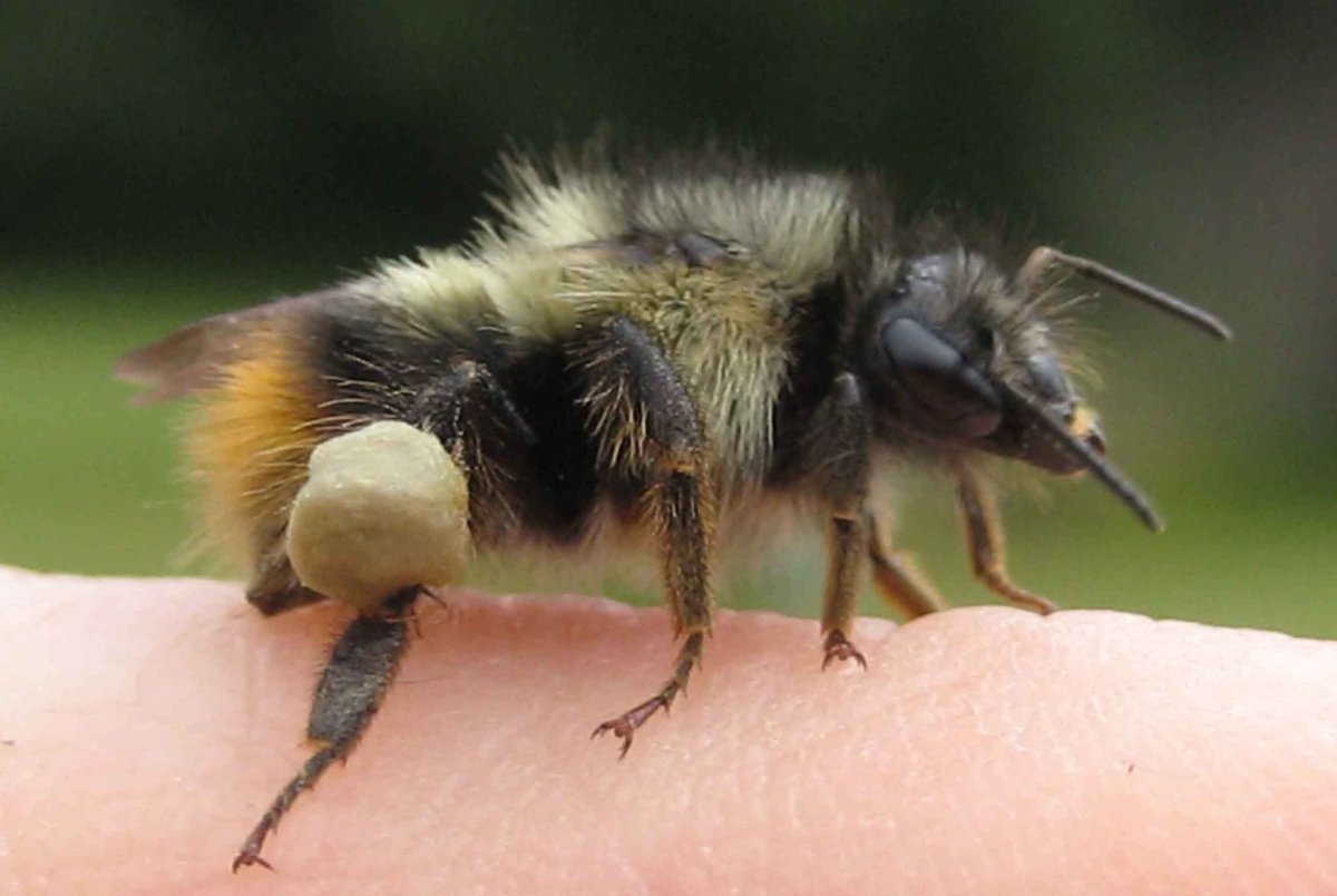 Рой диких пчел