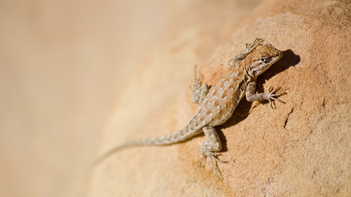 Ящерицы пустыни Гоби