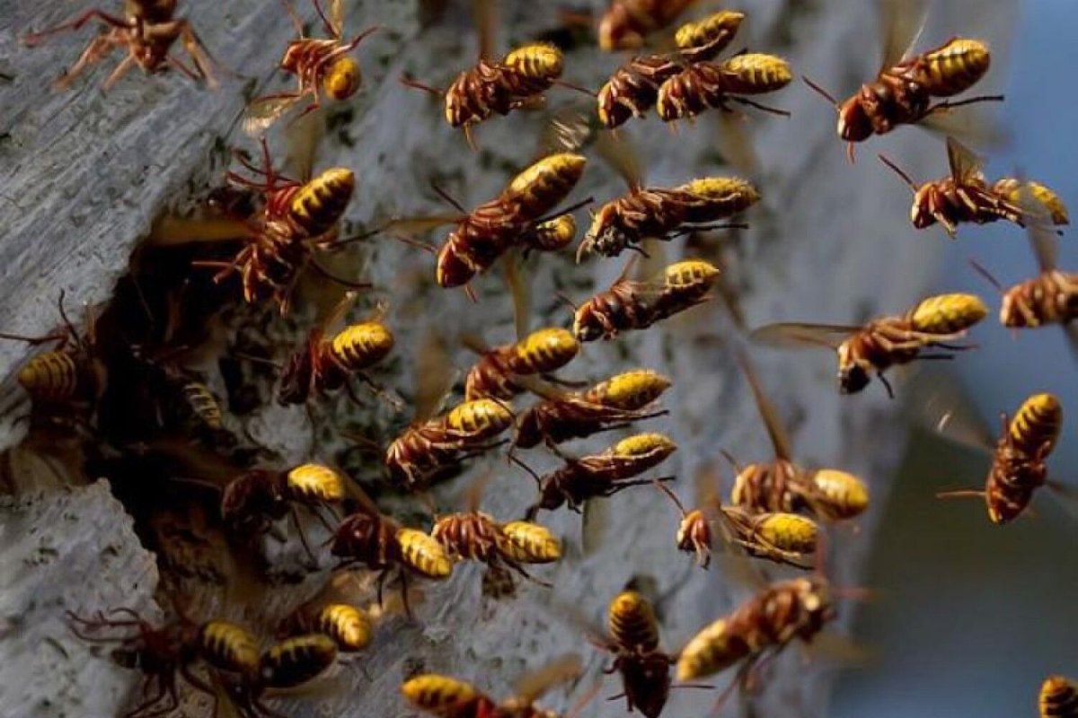 Шершень Крымский гнездо