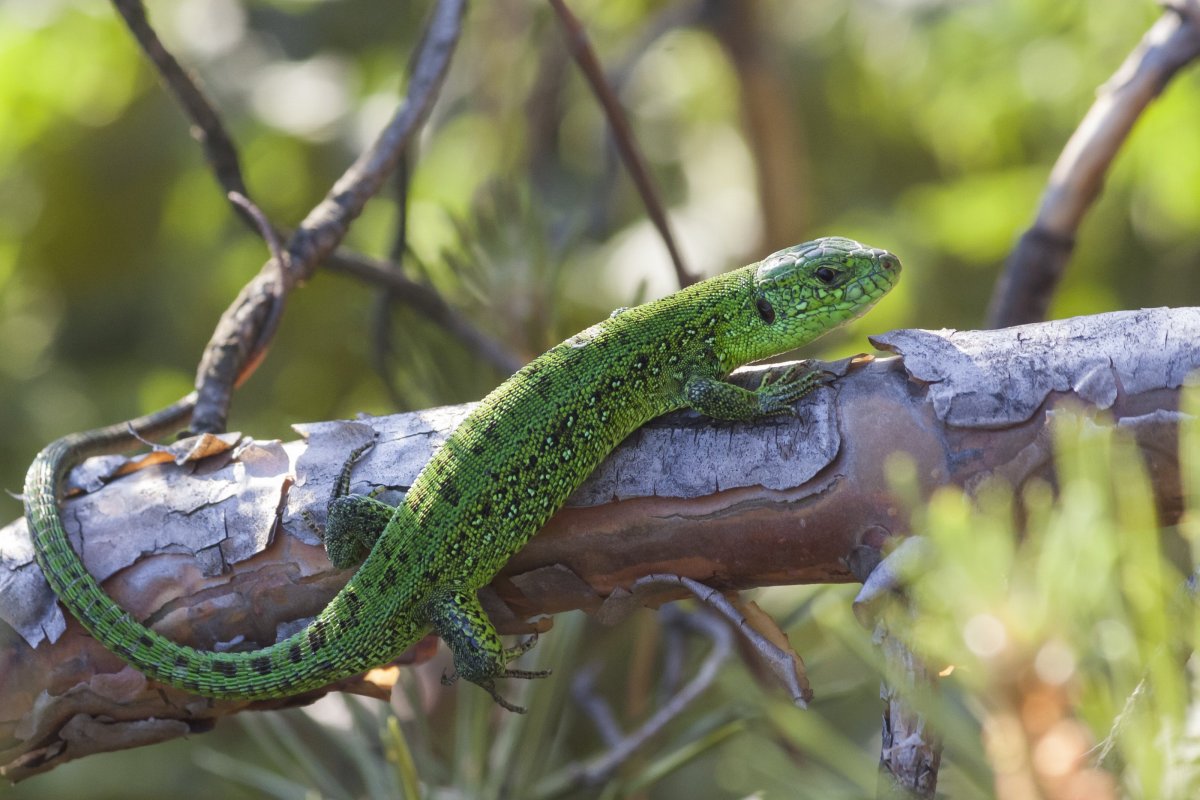 Lacerta Agilis прыткая