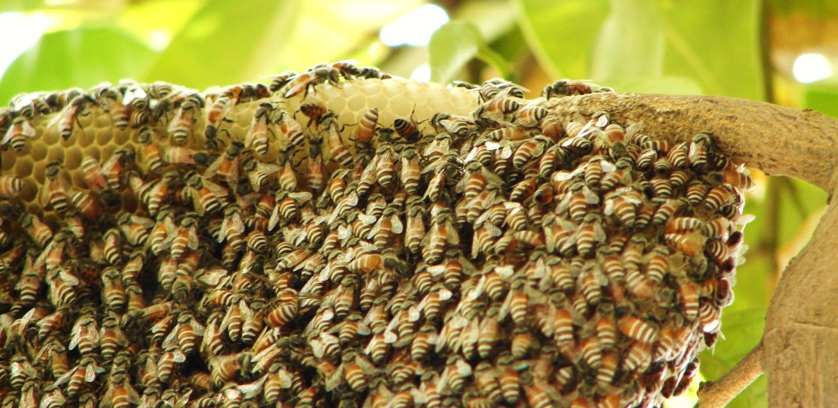 Улей шмелей