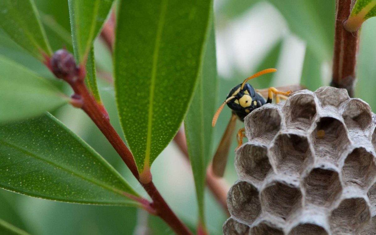 Гнездо шмелей с мёдом