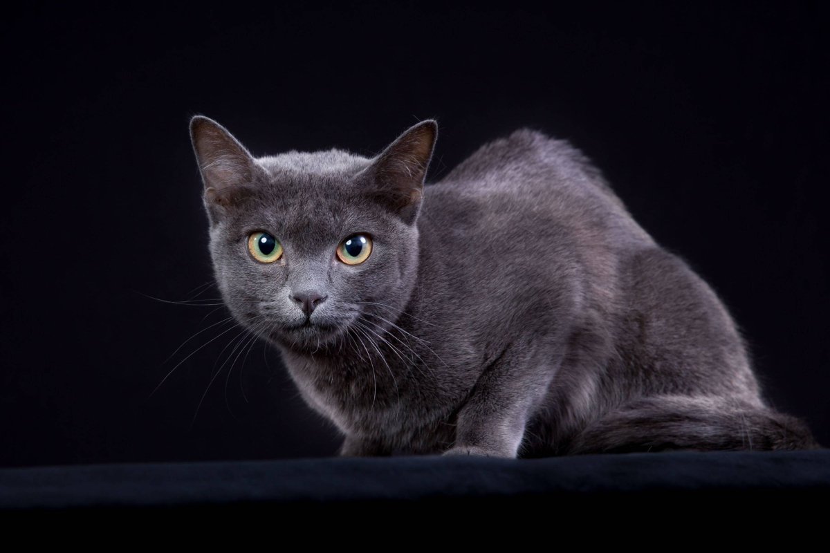 Корат котята