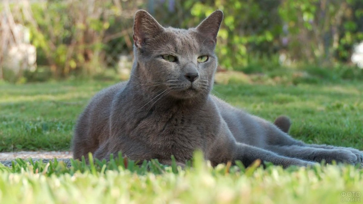 Дымчатая кошка