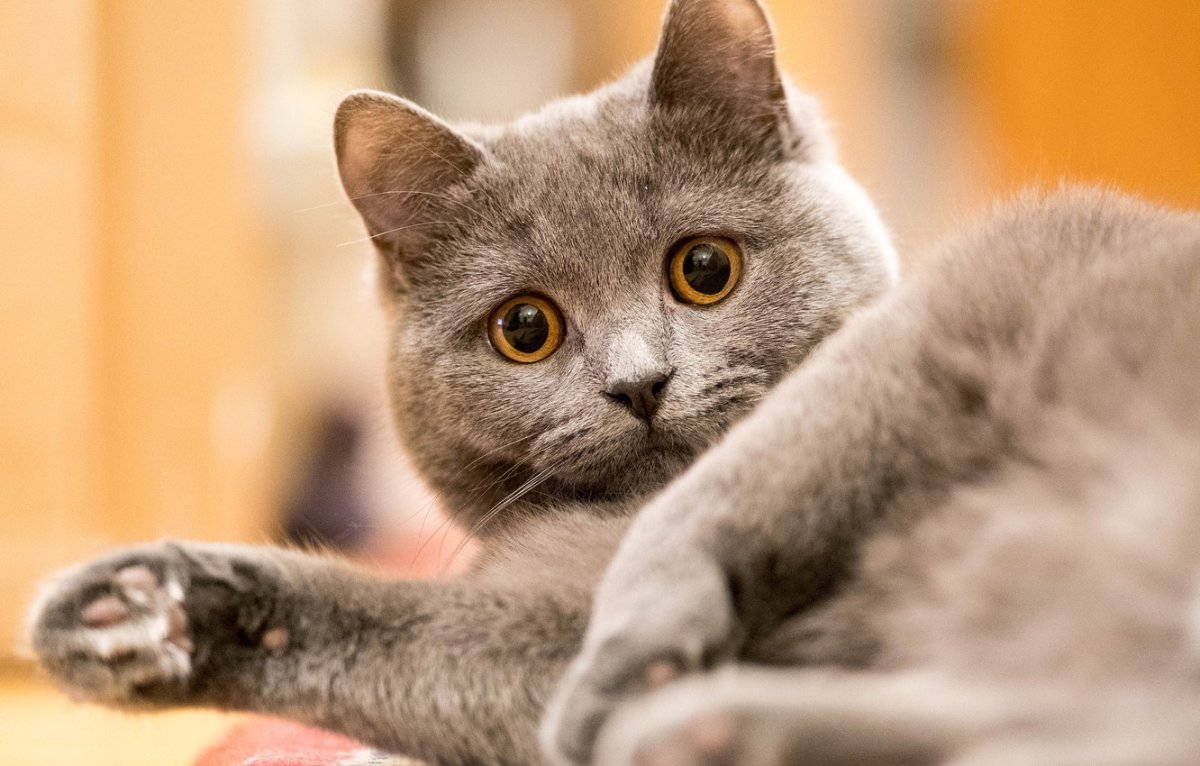 Британский кот дымчатый