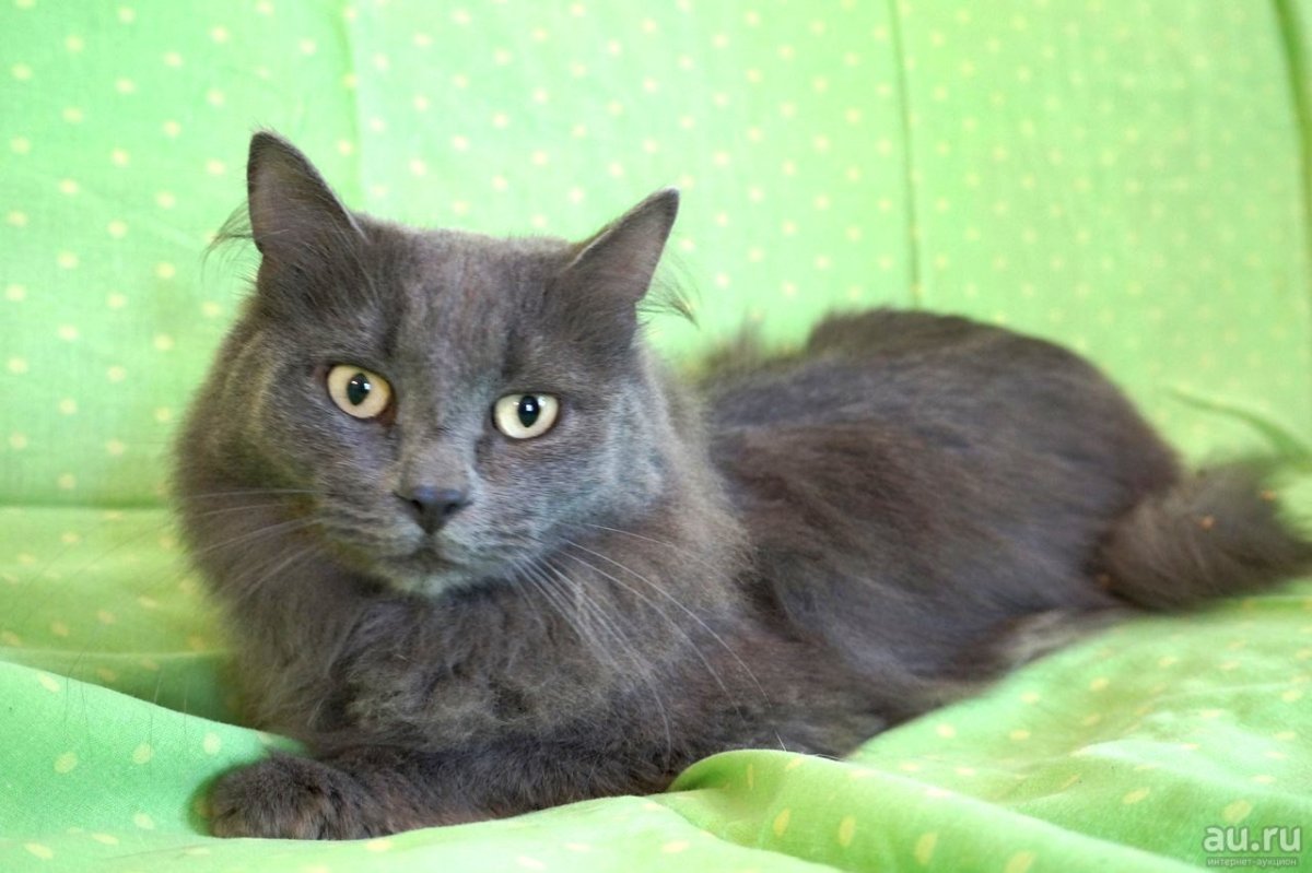 Сибирская кошка дымчатая гладкошерстная