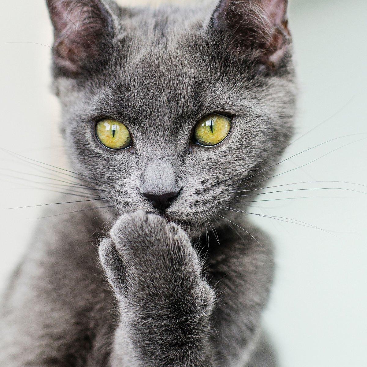 Серые кошачьи лапки