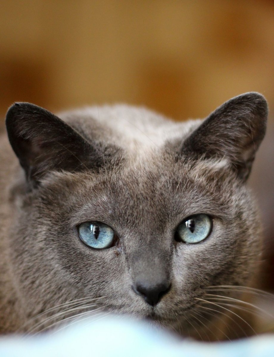 Картезианская кошка голубая