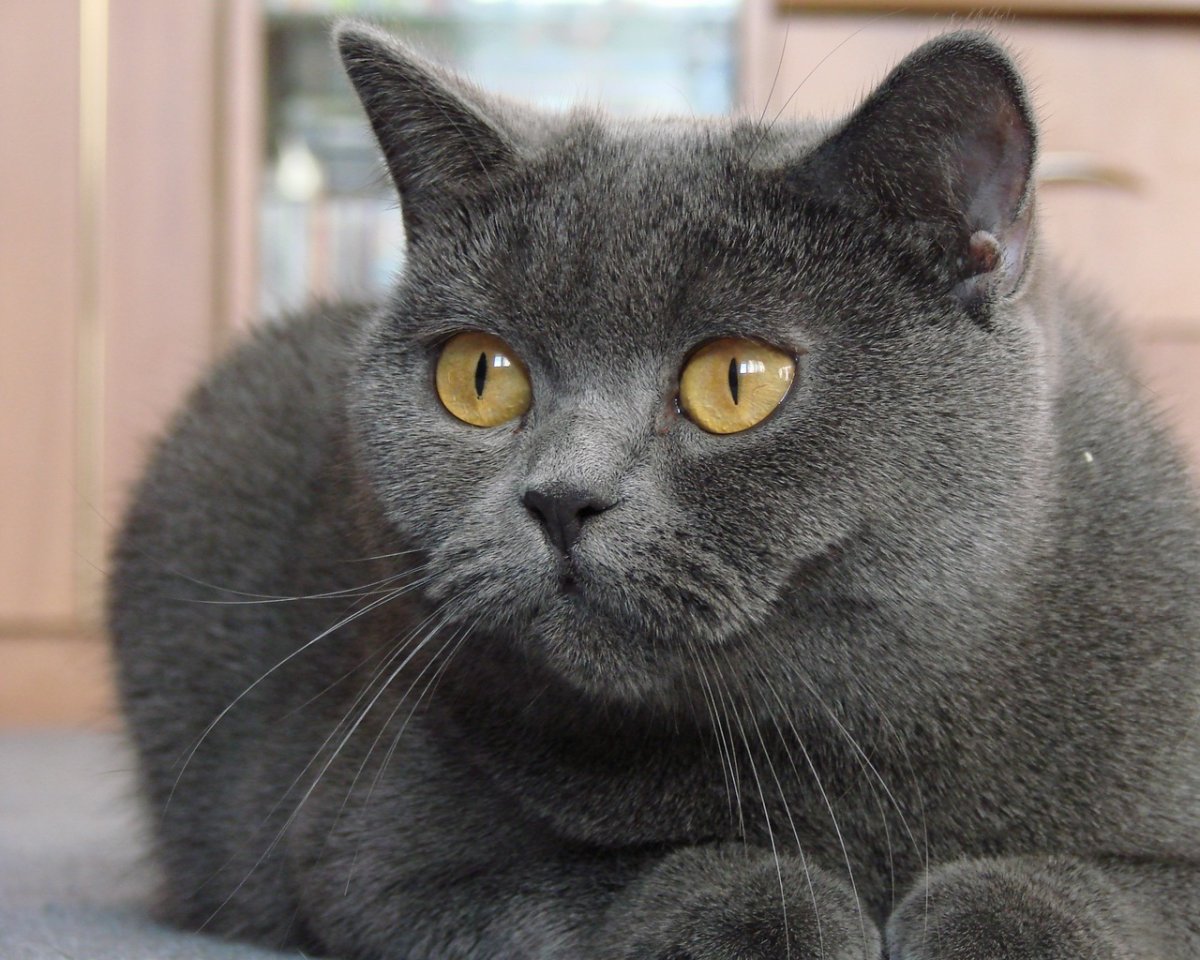 Кот дымчатый британец