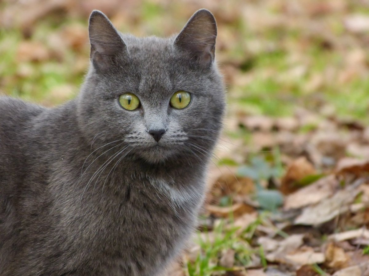 Серый кот порода шартрез
