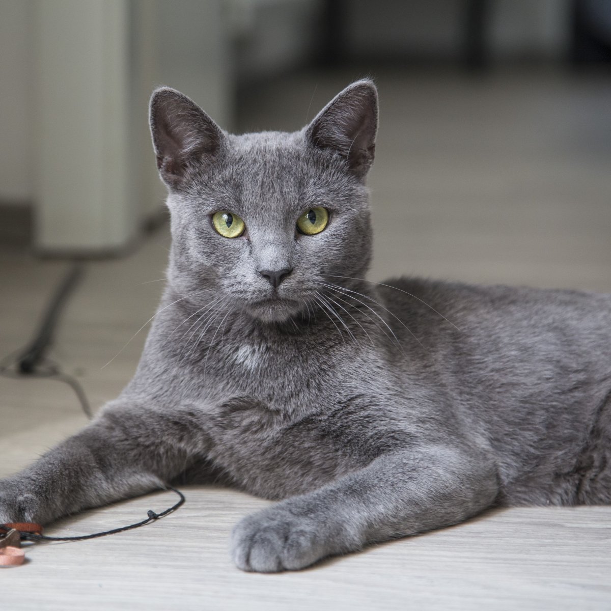 Русская голубая шартрез Корат