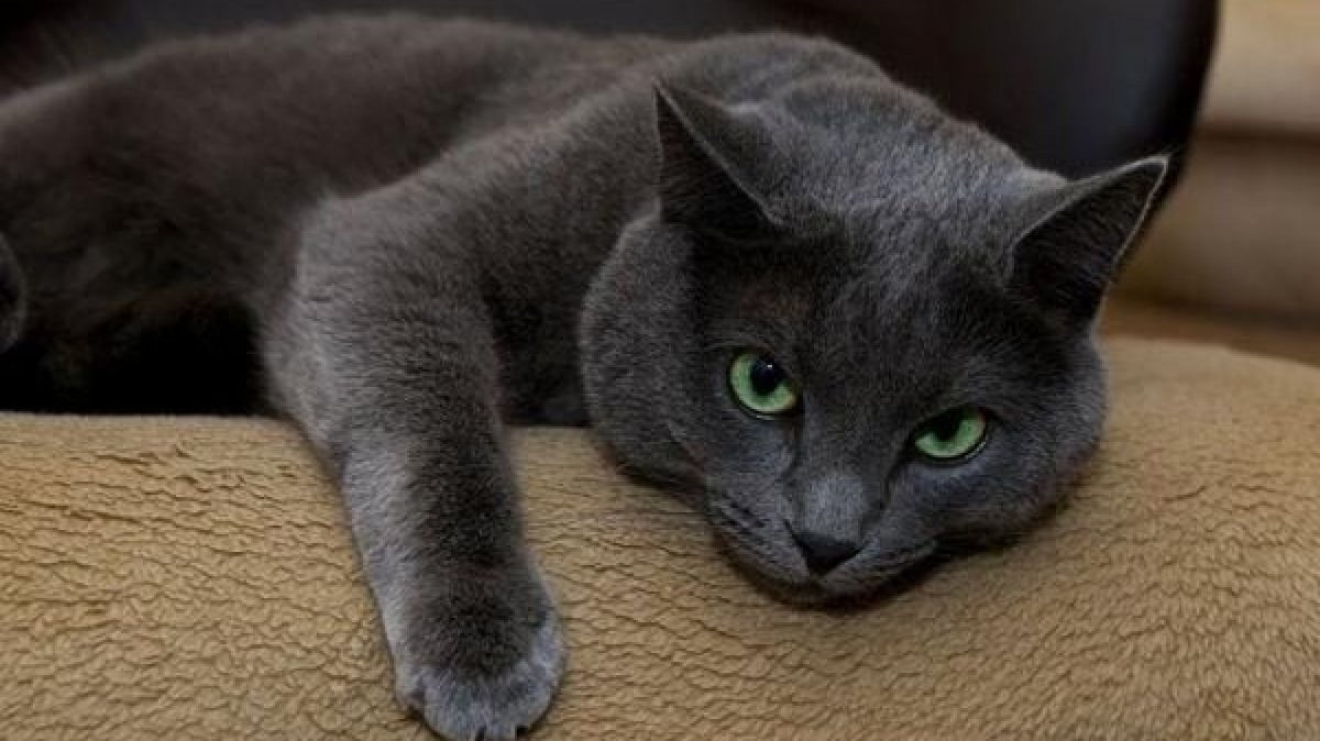 Русская голубая кошка