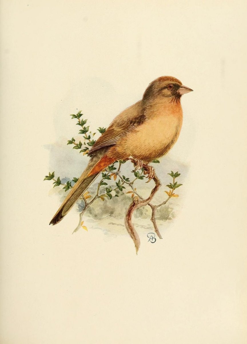 Птицы Винтаж