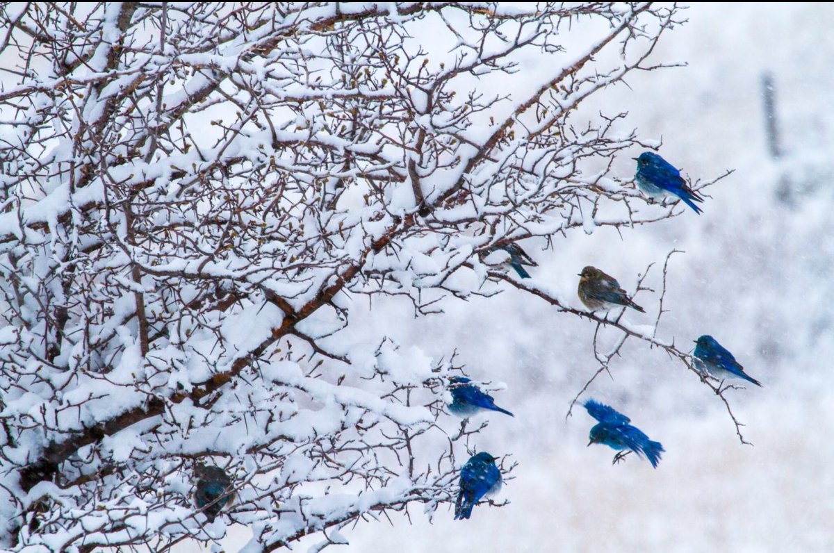 Зимняя птица с розовой грудкой