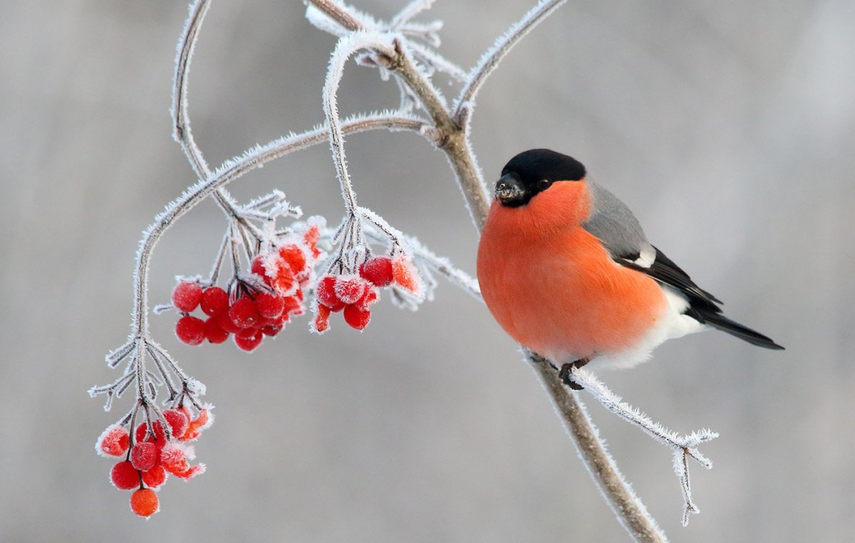 Балийский скворец