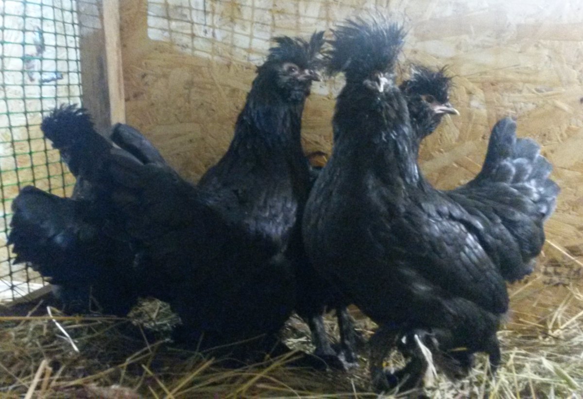 Куры Сибирские мохноногие