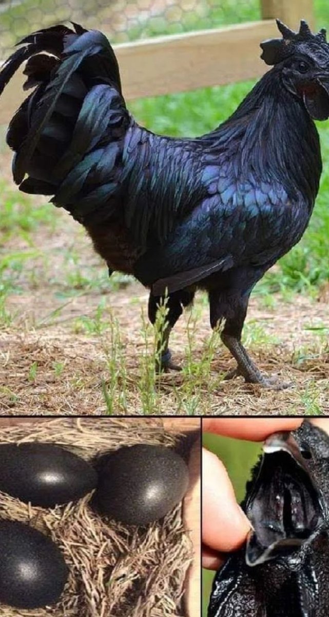 Аям Цемани порода