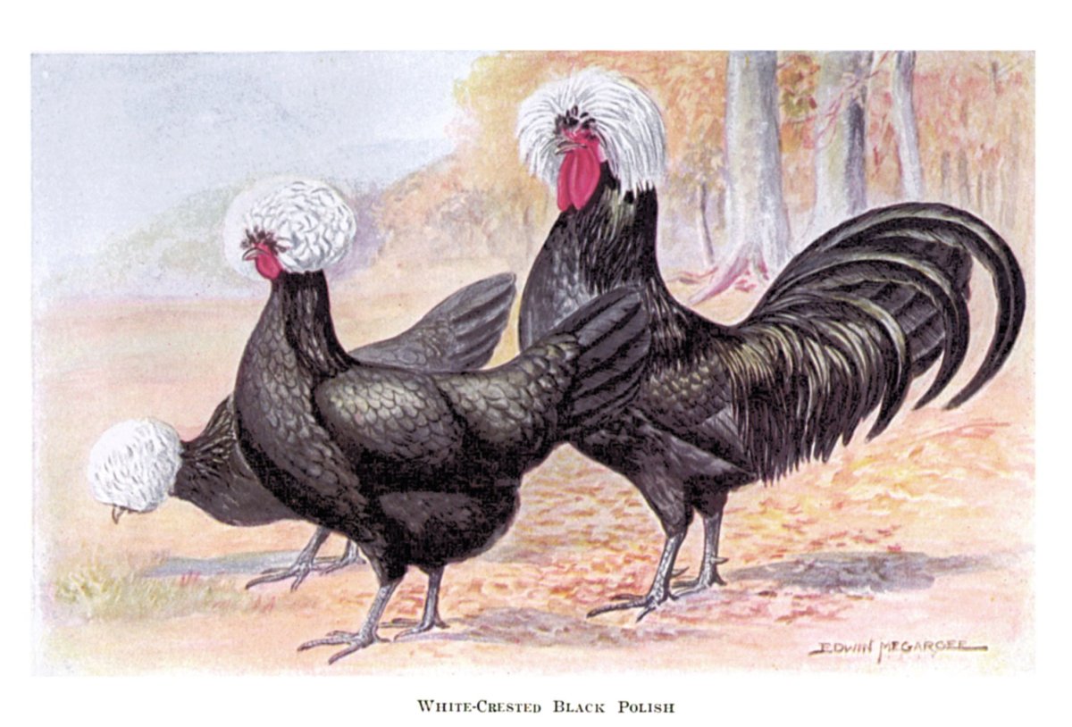 Польша курица тень