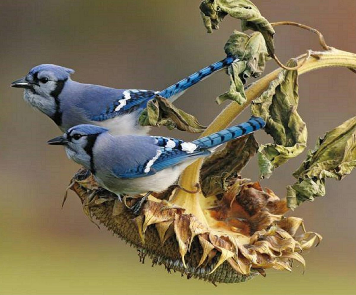 Сойка голубая гнездование