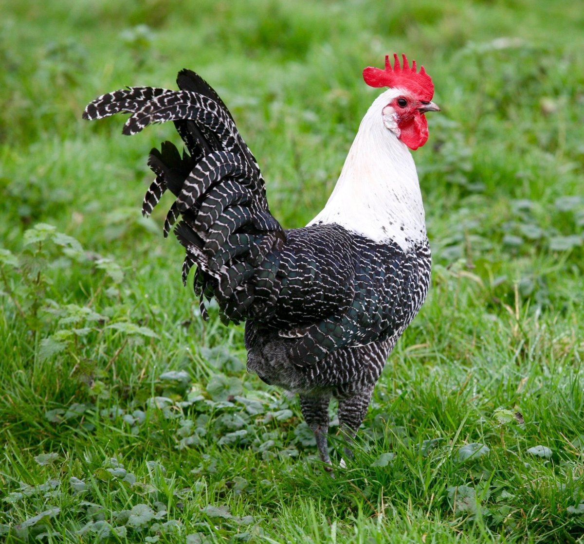 Куры Брама черное золото