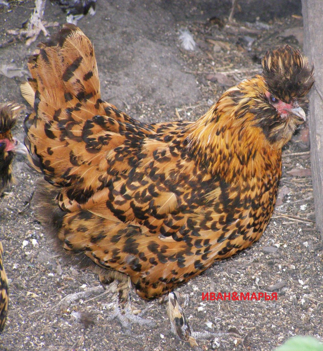 Барневельдер порода