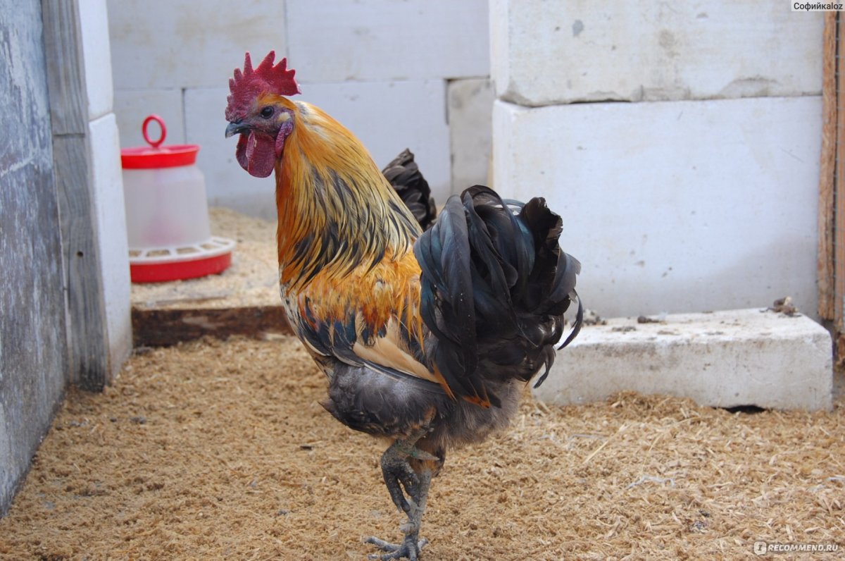 Куры Люйкэданьцзи