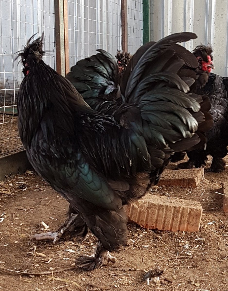 Люйкенданьцзы порода