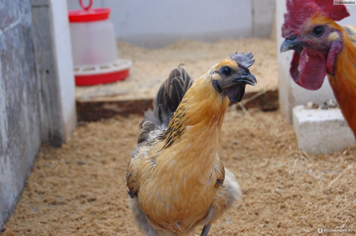 Куры Лакеданзи