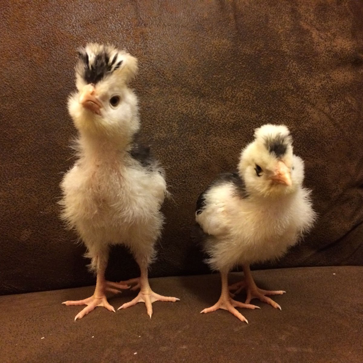 Лакеданзи серебро порода кур