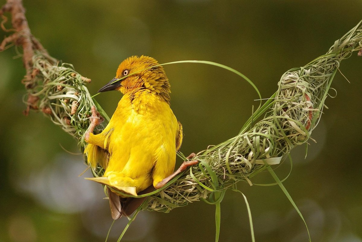 Амазонский венценосный мухоед