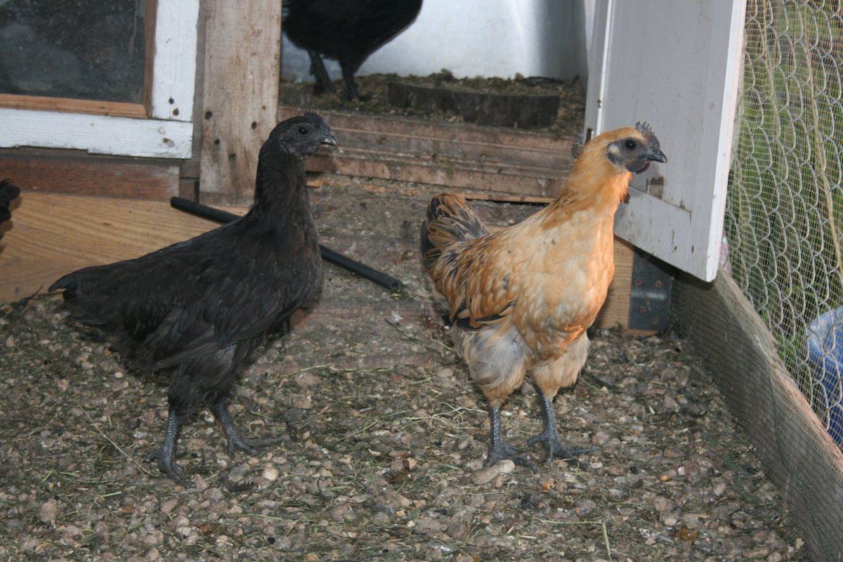 Кохинхинские цыплята