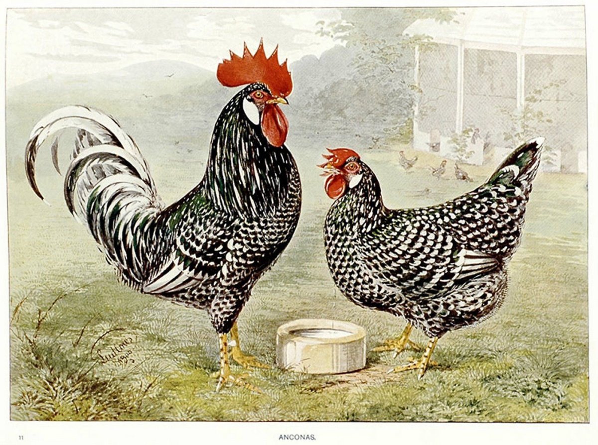 Лакеданзи серебро порода кур