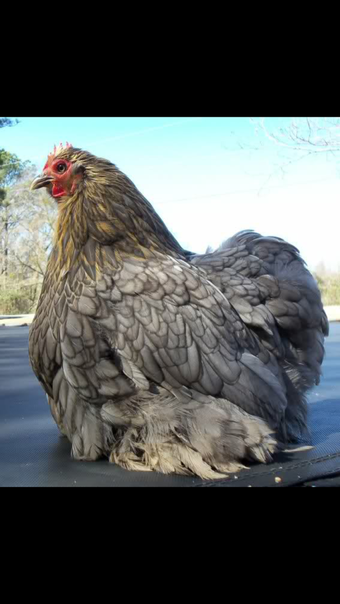 Порода кур Ухейилюй