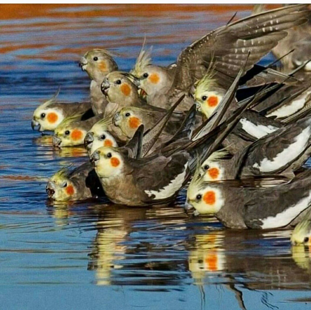 Полынный (шалфейный) тетерев.