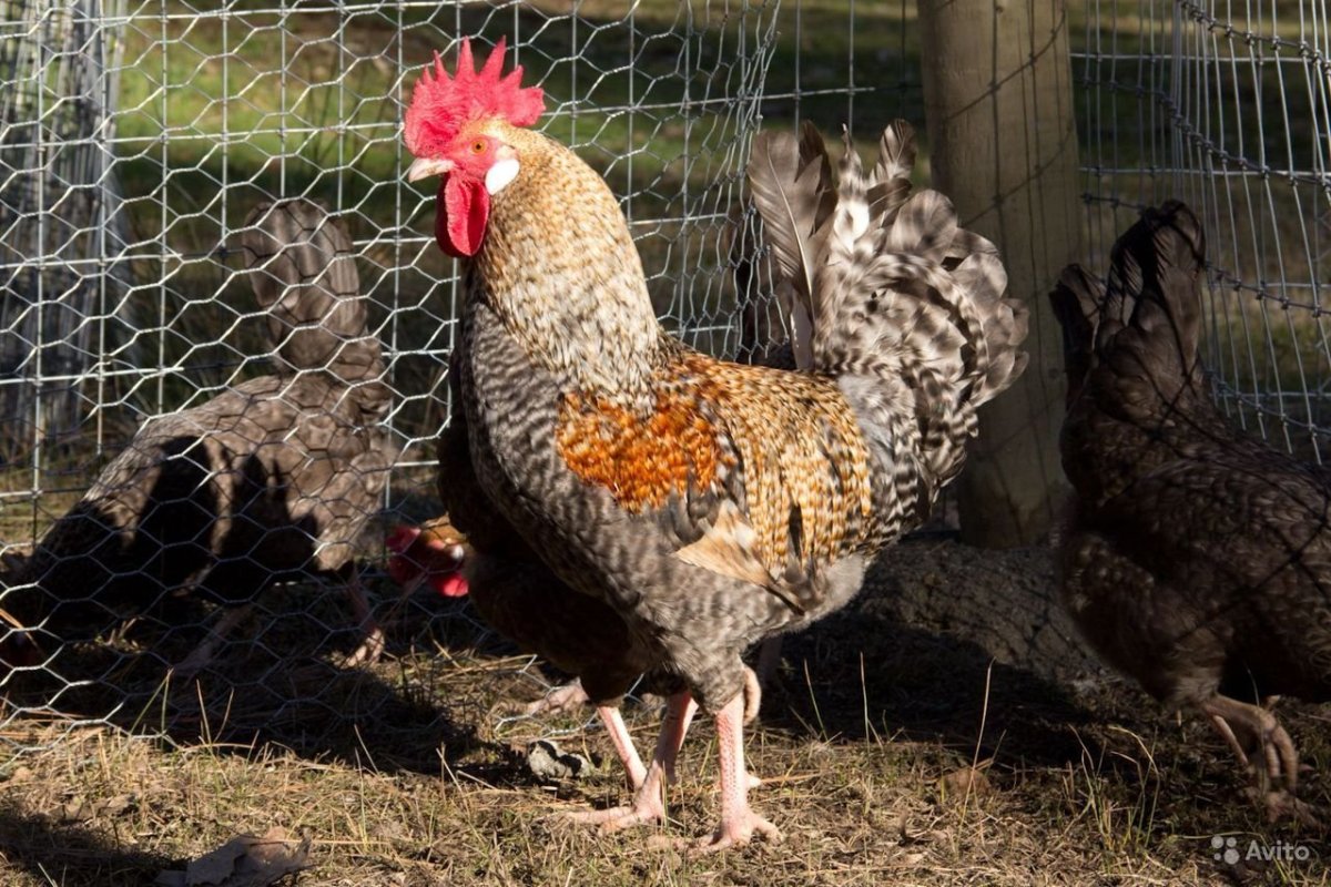 Виандот толбунт