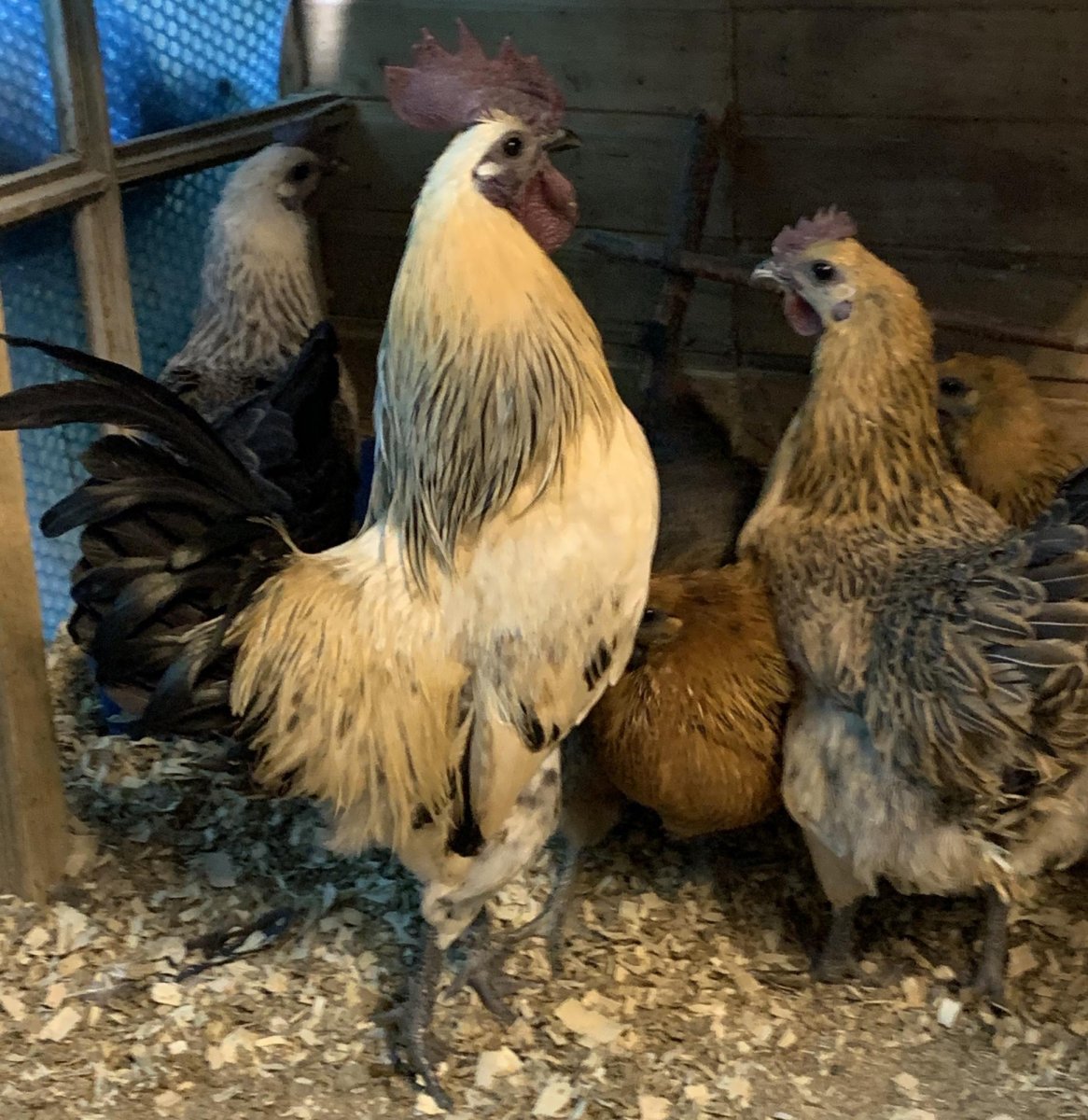 Куры породы Лакеданзи