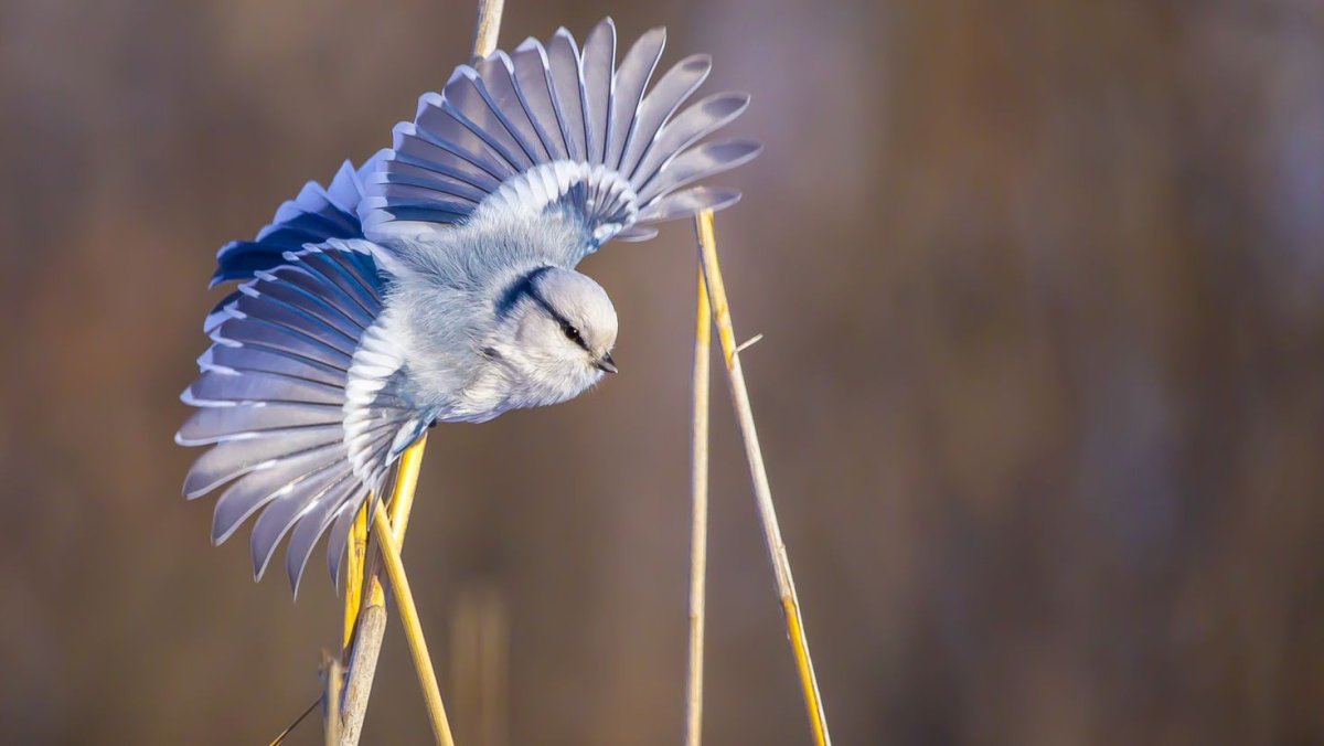 Прекрасный расписной малюр