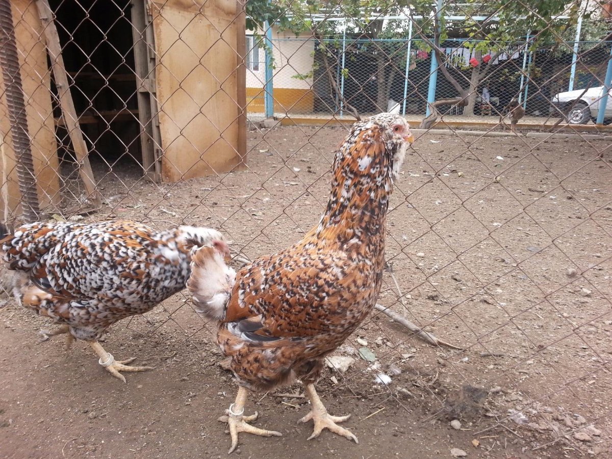 Породы кур плакат