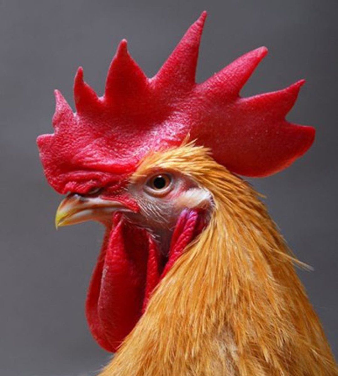 Люйкенданьцзы порода кур