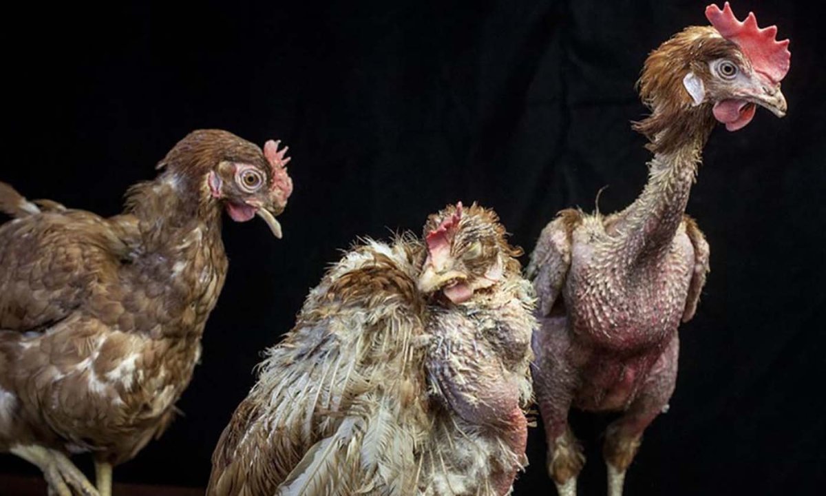 Пушистая курица