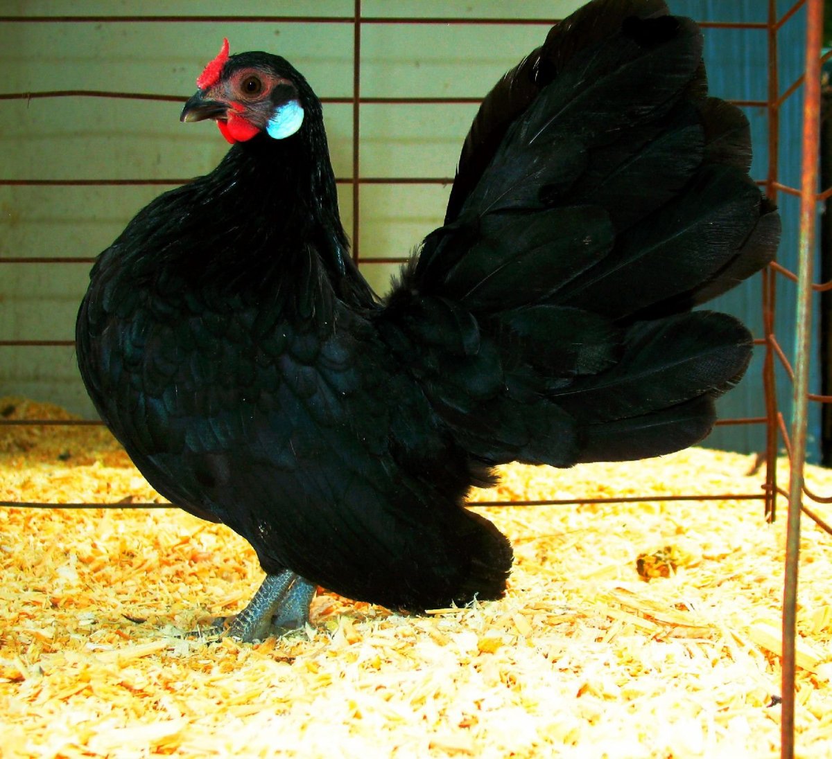 Gallo sa12 Википедия