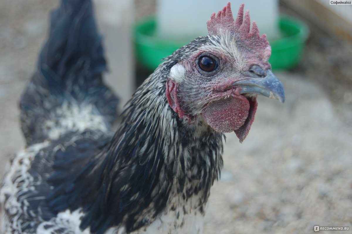 Лакендази порода