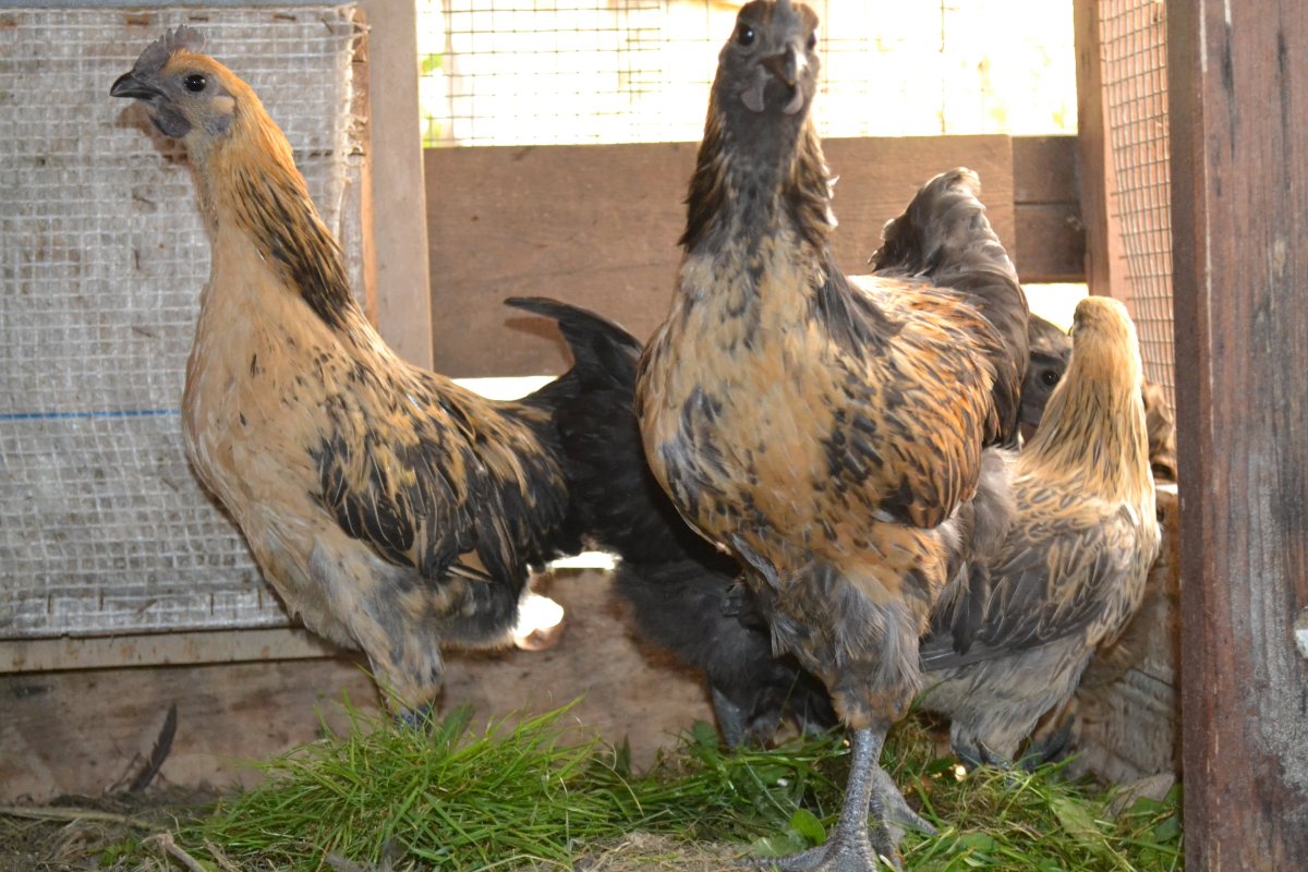 Лакеданзи и Ухейилюй