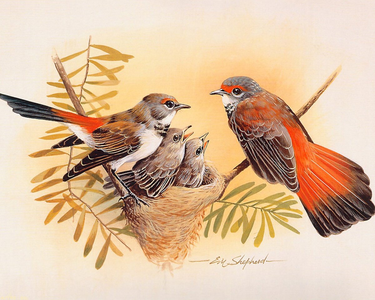 Африканский священный Ибис